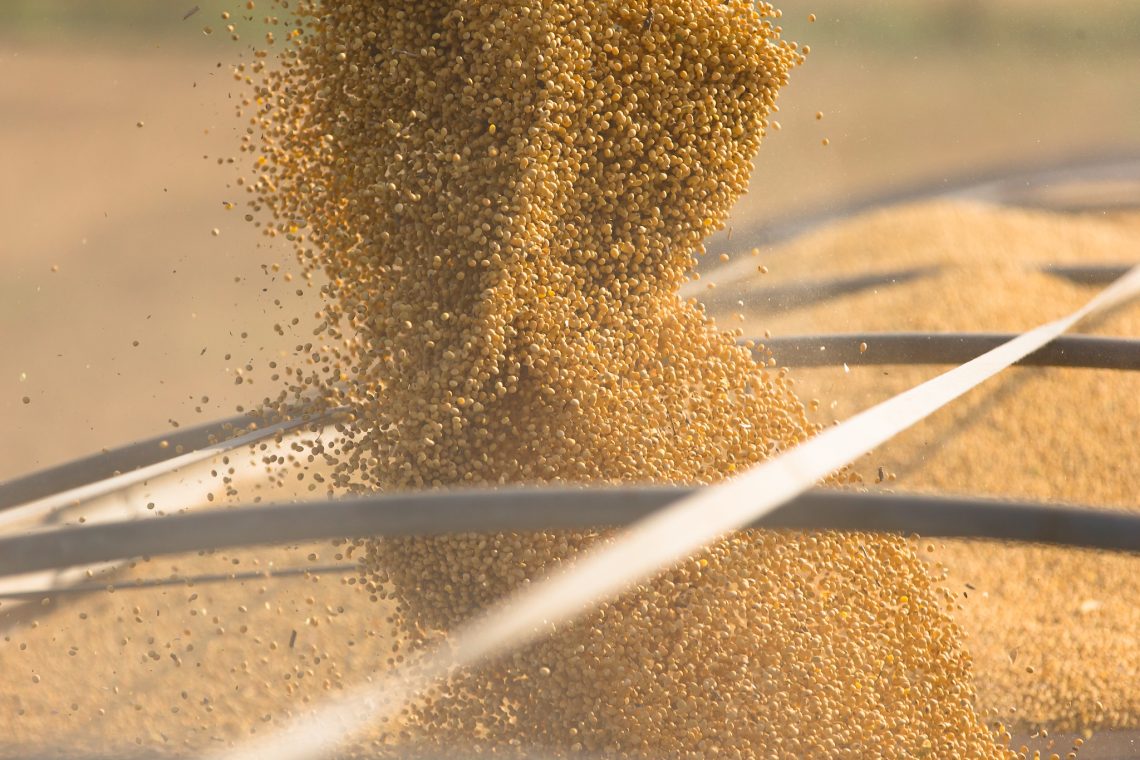 soybeans are poured