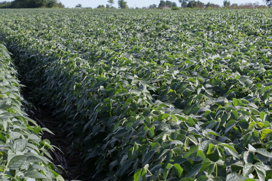 soybean field